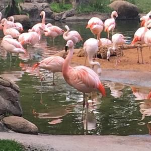 Meet your Posher, Deborah